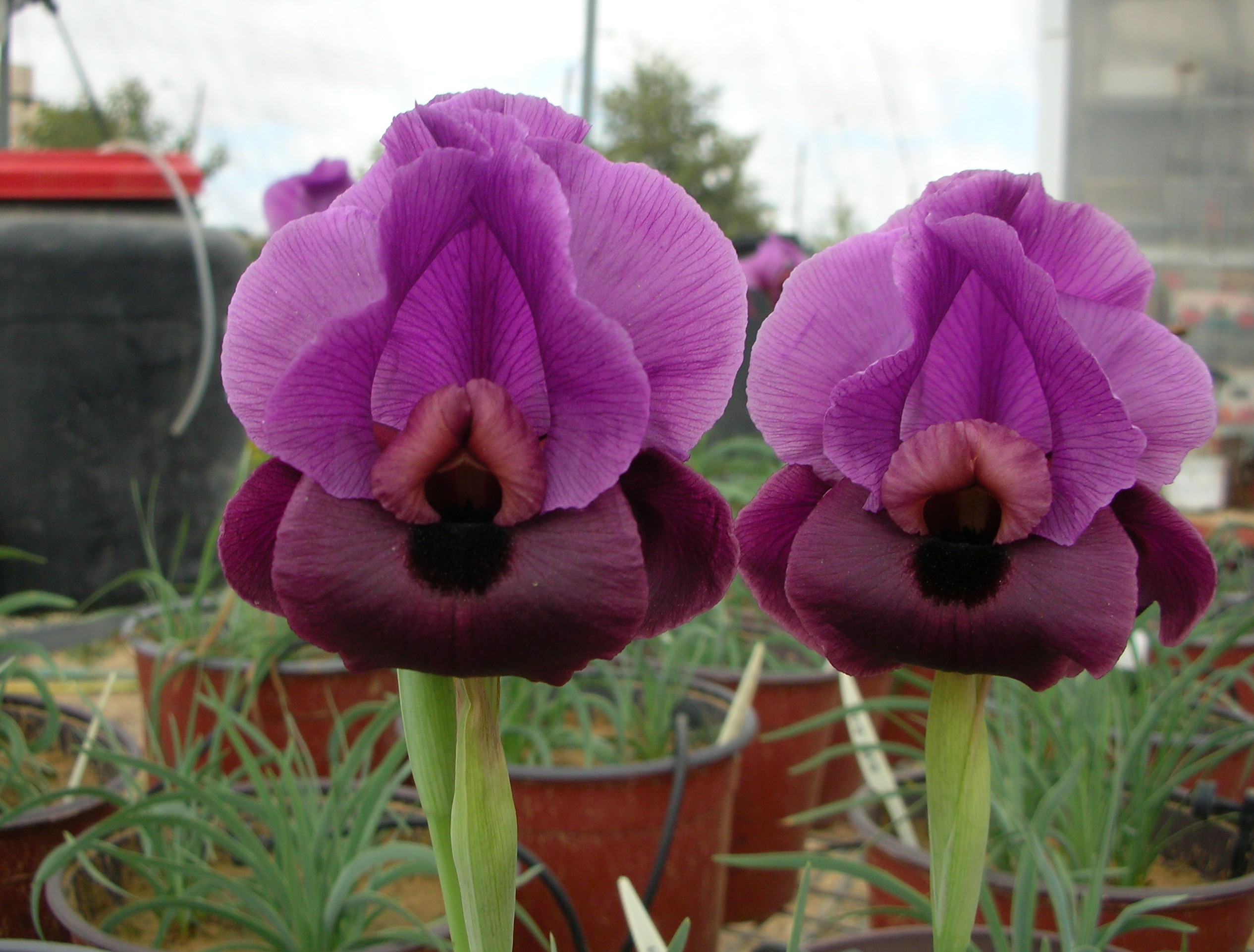 <i>Iris mariae</i>, a rare iris species found in Israel. The image was taken in an ecological greenhouse experiment at the Ben-Gurion University in 2008.